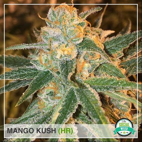 Mango Kush The Social Weed