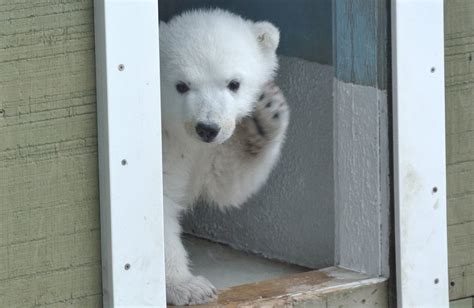Meet Pte Juno Toronto Zoo Names Polar Bear Cub Ctv News