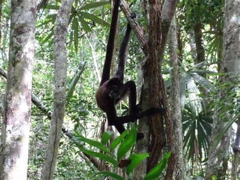 Video Conap Libera A 15 Monos Araña En El Parque Yaxhá Petén