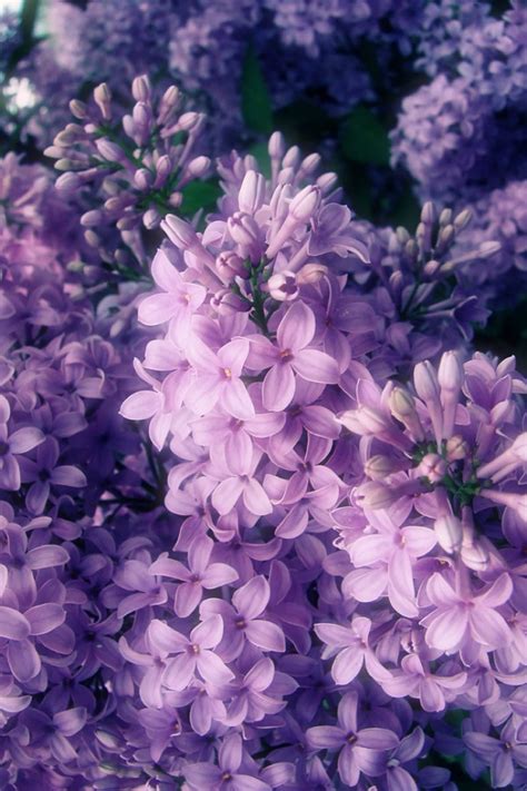 Maybe you would like to learn more about one of these? Edible Flower List - Hoosier Homemade