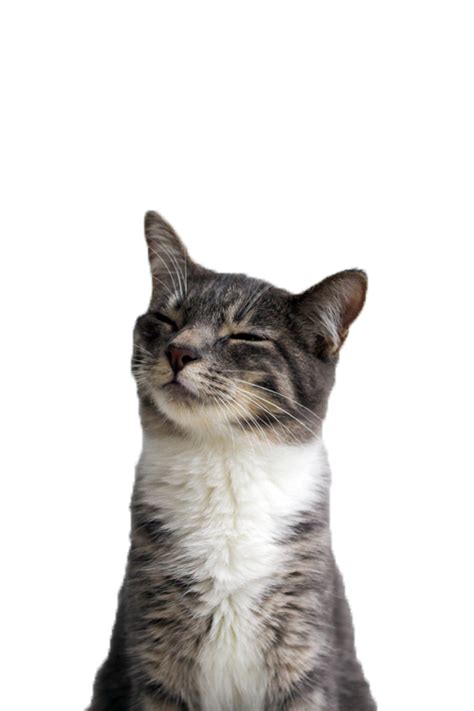 Png Funny Cat Png Funny Shikicat Discord Emoji Download