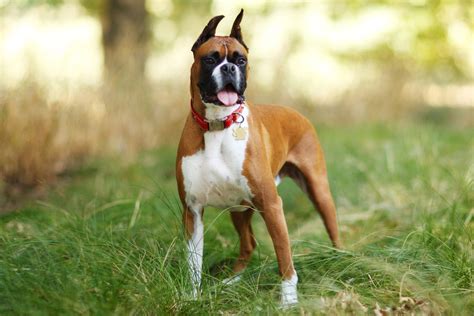 Boxer Dog Breed Characteristics And Care