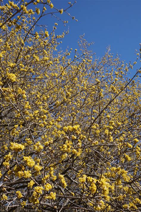 22 Terrific Flowering Trees For Tennessee Progardentips