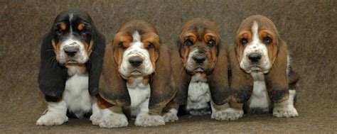 All pups are vaccinated and vet checked. Pin by DeAnna Earl on BASSET HOUND PUPPIES FEMALE | Hound ...