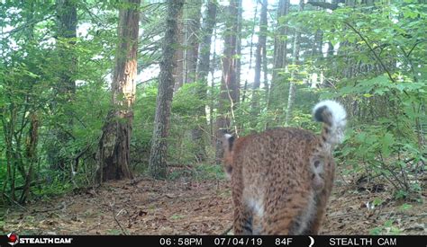 Quabbin Birding And Beyond Captures On The Cams At Home