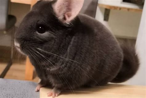 Chinchilla Care Guide (A Must Read For Chin Owners!) | HairyWhiskers