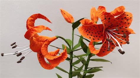 Picture Of Tiger Lily Plant 4 048 Tiger Lily Flower Stock Photos