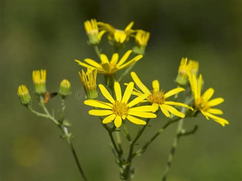 Yellow Meadow Flower Against A Dark Background Stock Photo Image Of