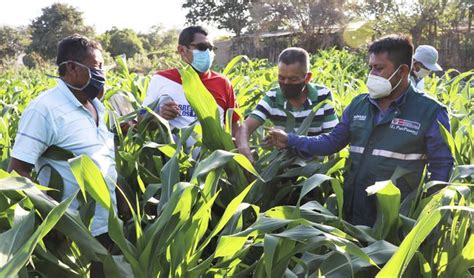 Agricultores De Lambayeque Mejoran Sus Cultivos Para Salir De La Crisis