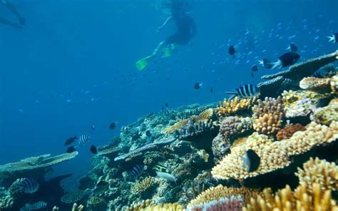 10 Snorkeling Spots You Need To Add To Your Bucket List Travel Leisure