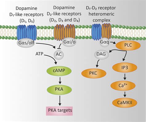 Signaling Networks Regulated By Da In D1 Like Receptors D2 Like Download Scientific Diagram