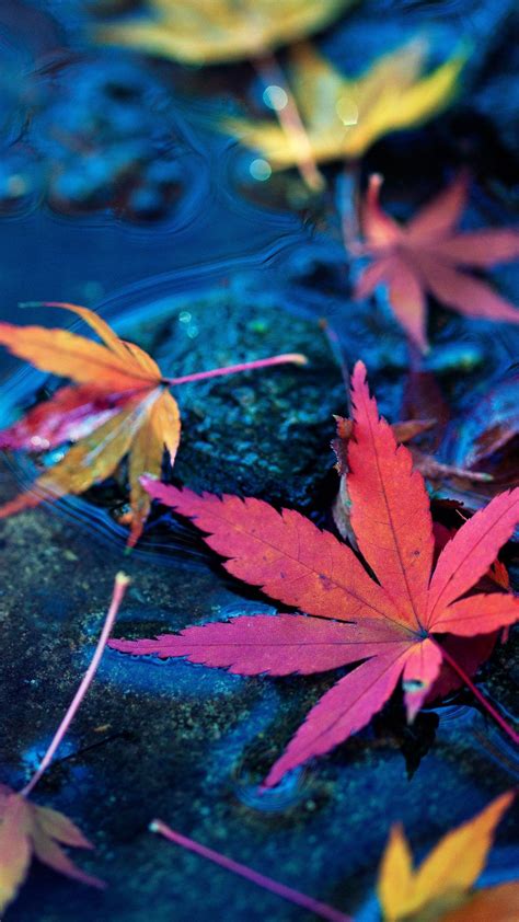 Maple Leaves Fall Autumn Water 4k Ultra Hd Mobile Wallpaper Hd Flower