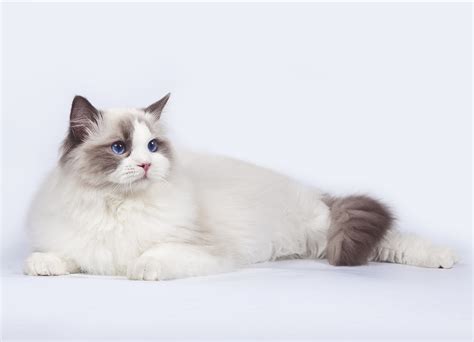 230 Ragdoll Cat Names Great Ideas For Naming Your Ragdoll Kitten