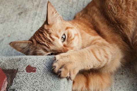 Is It Illegal To Declaw Cats In New Jersey
