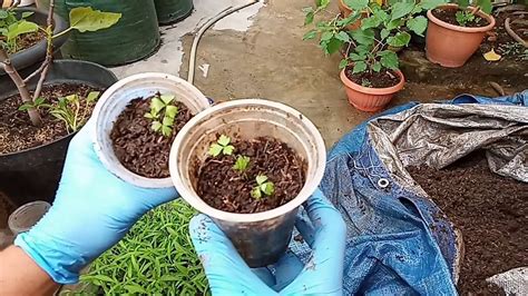 Tanaman seledri ini sangat mudah untuk dapat dikenali selain dari jenis bentuknya, seledri juga mempunyai aroma yang khas. Tips dan cara mudah tanam Seledri/Daun Sop dari biji ...