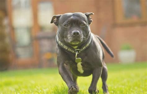 Staffy Bull Terrier Breed Guide Characteristics Care And Health