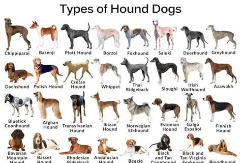 What Dog Breeds Are In The Hound Group