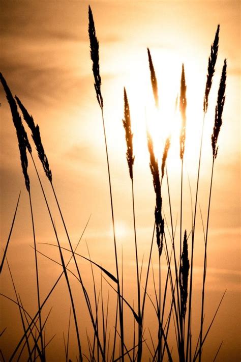Reed In Sunset Sunset Pictures Sunset Wallpaper Sunrise Pictures