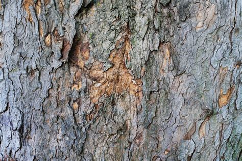 🔥 Free Download Tree Bark Texture Sage 457x596 For Your Desktop