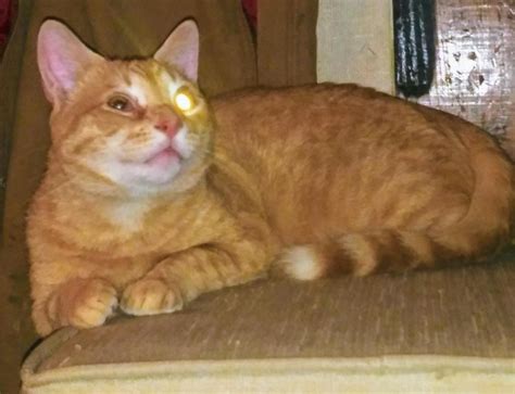 Lost Cat American Shorthair In Swansea Ma Lost My Kitty