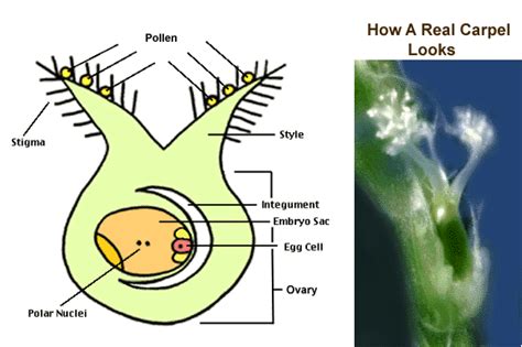 Refreshingly, what was expected of her was the same thing that was expected of lara stone: Flower Fertilization