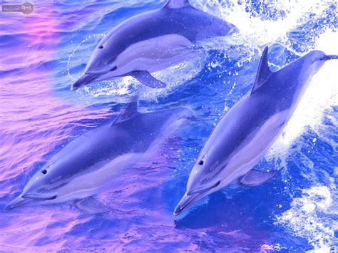 Top 999 Dolphin Wallpaper Full Hd 4k Free To Use