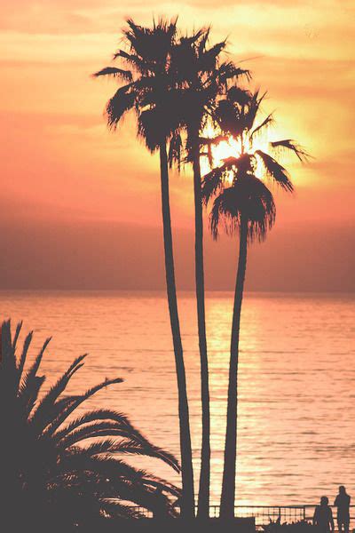 50 Palm Trees Sunset Wallpapers Hd High Quality Download