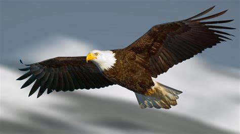 4k Eagle Wallpapers Top Free 4k Eagle Backgrounds Wallpaperaccess