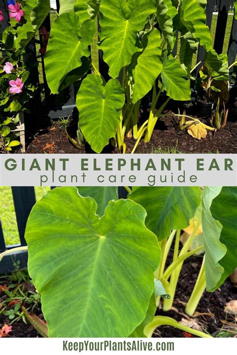 Colocasia Gigantea Thailand Giant Giant Elephant Ear Care Guide In