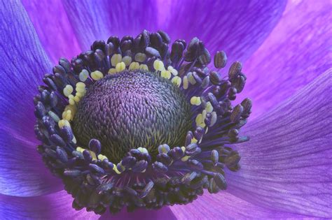 10 Tips For Flower Macro Photography Peter The Nature Photographer