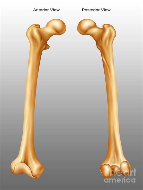 Femur Anterior And Posterior View Photograph By Gwen Shockey
