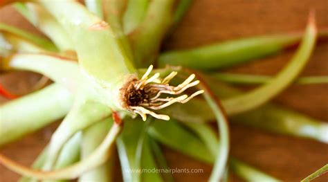 She gave her plants more light, changed the nutrient solution, and even sang to them, but nothing worked. What to Do About Air Plant Roots: Keep 'Em or Leave 'Em?