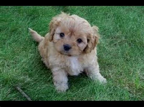 Find puppies for sale in fayetteville, arkansas! Cava Poo, Puppies, Dogs, For Sale, In Little Rock ...