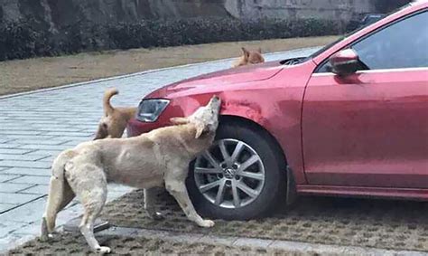 Man Kicks A Dog Dog Comes Back With Friends And Destroys His Car While