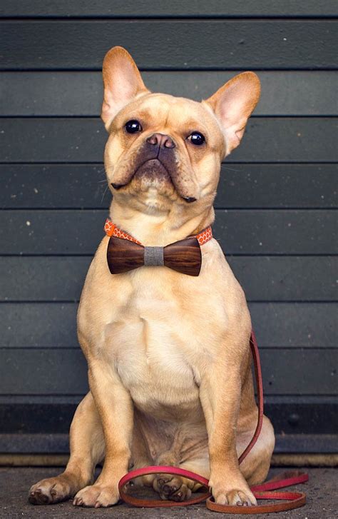 Created by alaskaalaskaa community for 9 years. UPDATED! French Bulldog: Breed of the Week - Urban Dog