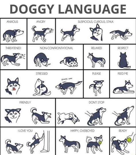 Dog Language Guide Goodrisingtweets