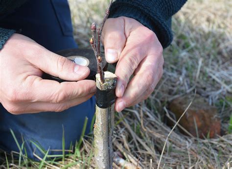 Young, vigorous fruit trees less than five years old are the best for grafting. How to Make a Side-Veneer Graft
