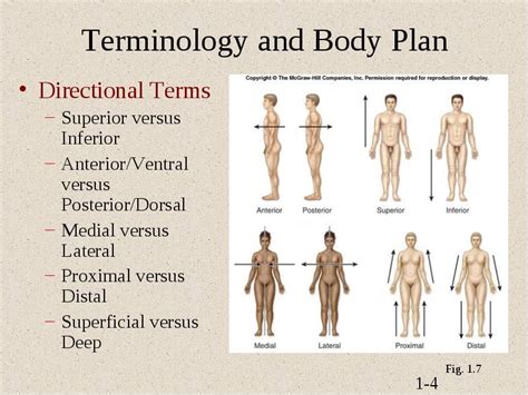 Anatomical Terms For Direction Anatomy And Physiology Human Body