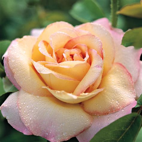 Peace Standard Rose Roses Garden World Nursery