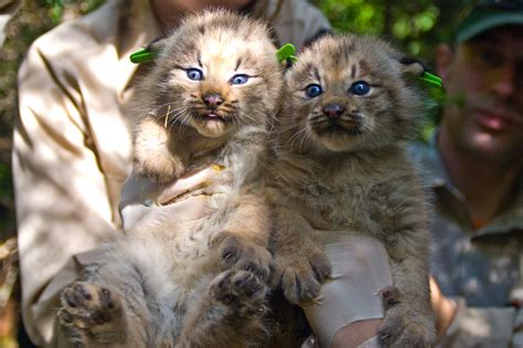 Wild Cats The Canadian Lynx