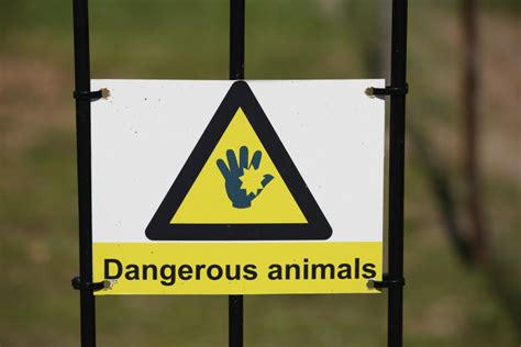 6 Most Dangerous Animals In The Uk