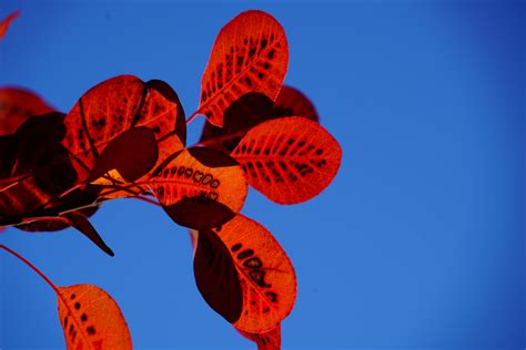 Free Images Nature Sky Flower Petal Bush Pattern Red Botany