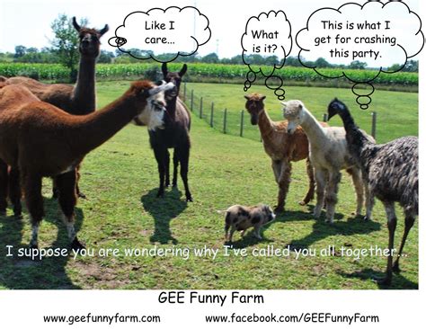 Gee Funny Farm Animal Memes Funny Animal Memes Farm Animals