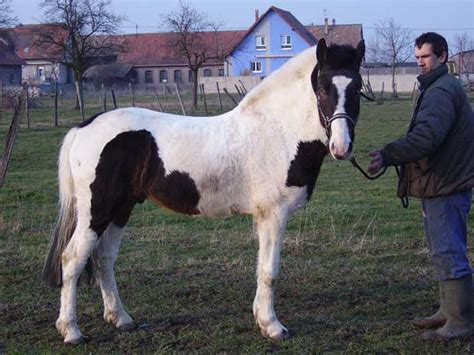 pottok basque pony info origin history pictures