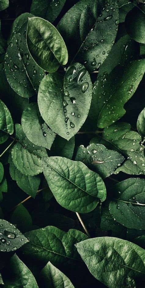 Free Download Tropical Leaves Botanicals Leaf Phone Wallpaper Idea