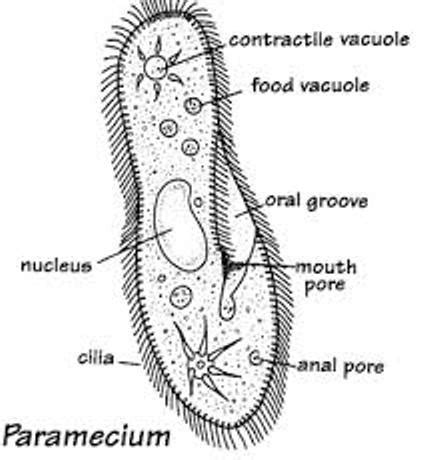 Paramecium Well Labelled Diagram Draw A Diagram Of A Amoeba B My XXX Hot Girl