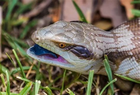Blue Tongued Skink Care Sheet For First Time Owners Everything Reptiles