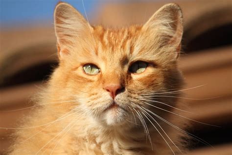 Orange Cat Names 100 Best Ginger Cat Names