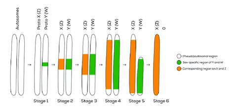 Sex Chromosome Evolution Following Six Stages Origin Of A Download Scientific Diagram