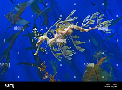 Leafy Sea Dragon Phycodurus Eques Stock Photo Alamy